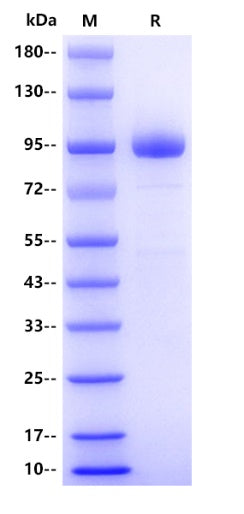 Mouse M-cadherin/cadherin-15 Protein, His tag