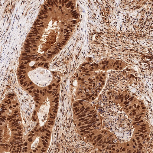 RBX1 Recombinant Rabbit mAb (S-R355)