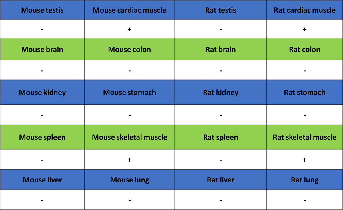 Myoglobin Recombinant Rabbit mAb (S-6197)