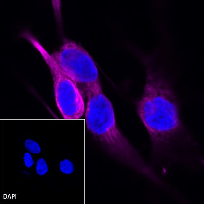 β-tubulin Recombinant Rabbit mAb (Alexa Fluor®647 Conjugate) (S-312-113)