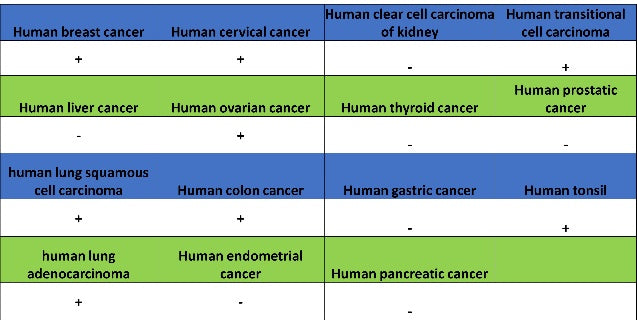 14-3-3 zeta Recombinant Rabbit mAb (S-1092-31)
