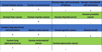 14-3-3 zeta Recombinant Rabbit mAb (S-1092-31)