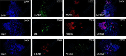 hPSC Inducing Differentiation of Renal Organoids Kit