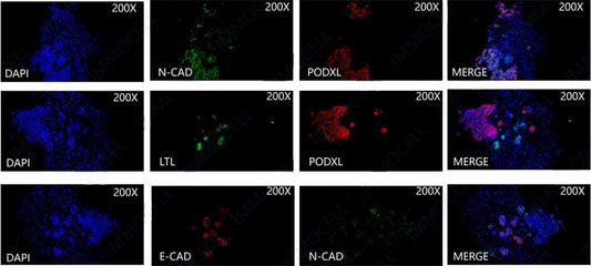 hPSC Inducing Differentiation of Renal Organoids Kit