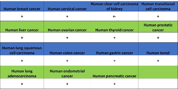 TYK2 Recombinant Rabbit mAb (S-2740-165)