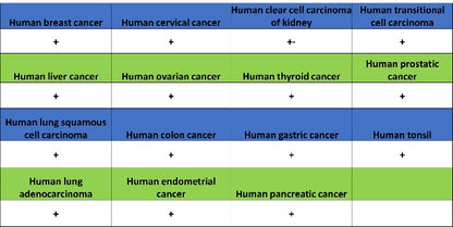 TYK2 Recombinant Rabbit mAb (S-2740-165)
