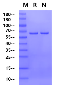 ALK4 GST Tag Protein, Human