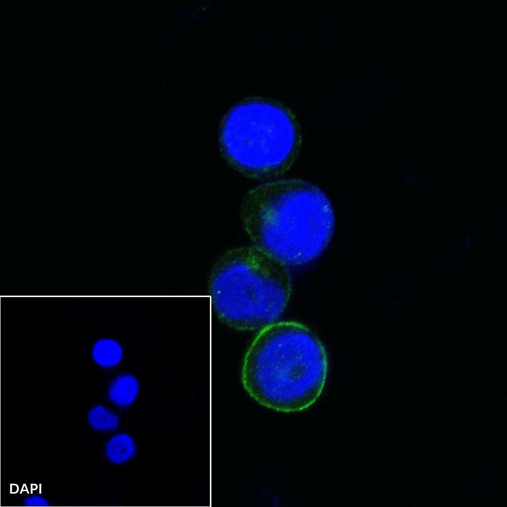 CD80 Recombinant Rabbit mAb (S-288-154)
