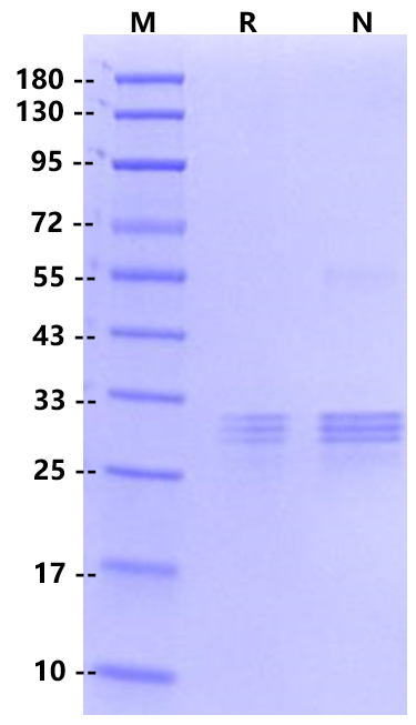 FGF-5 Protein, Human