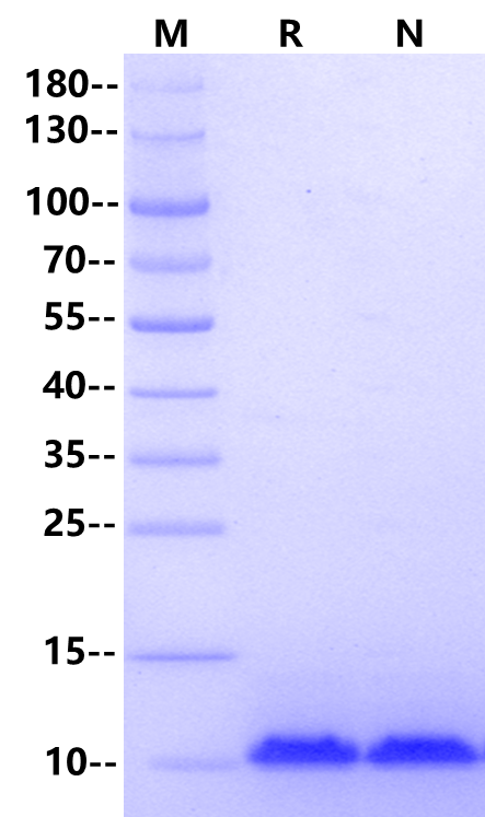 LR3-IGF-I Protein, Salmon