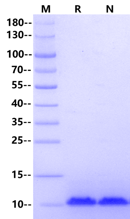 LR3-IGF-I Protein, Salmon