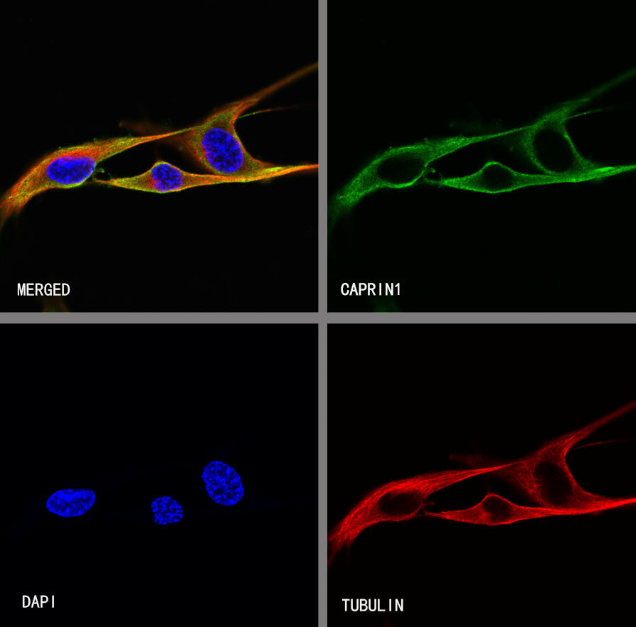 CAPRIN1 Mouse mAb