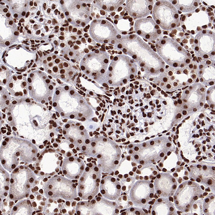 NPM1 Rabbit Polyclonal Antibody