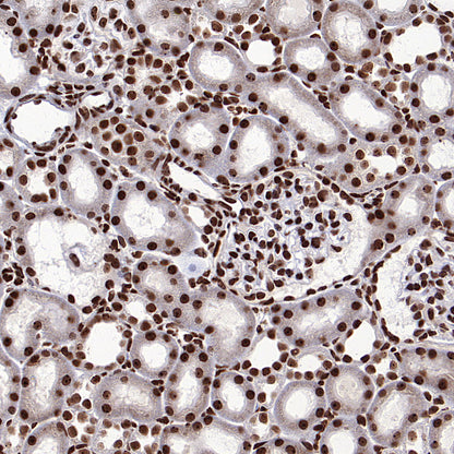 NPM1 Rabbit Polyclonal Antibody
