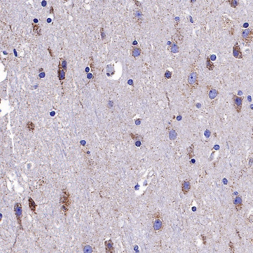 Ndufs4 Recombinant Rabbit mAb (S-1459-14)