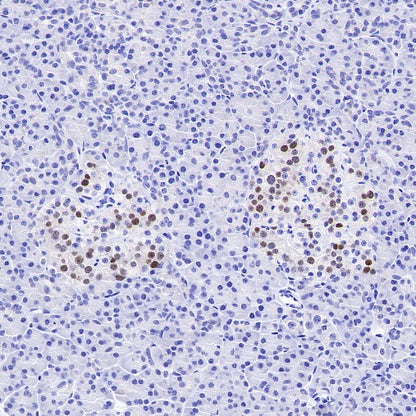 MAFA Recombinant Rabbit mAb,PBS Only (SDT-2040-6)