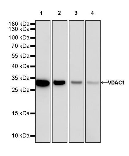 VDAC1 Recombinant Rabbit mAb (HRP Conjugate) (SDT-R013)
