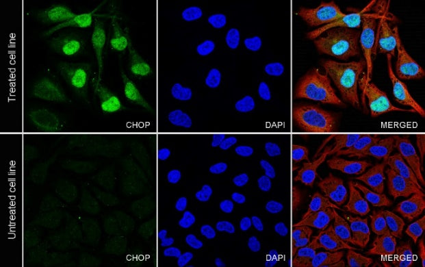 CHOP Recombinant Mouse mAb (S-3924)