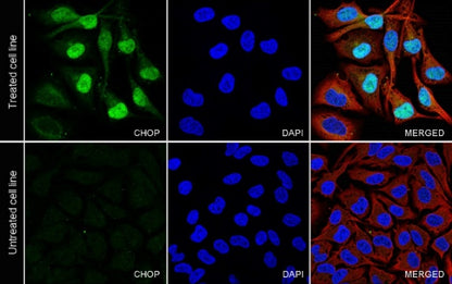 CHOP Recombinant Mouse mAb (S-3924)