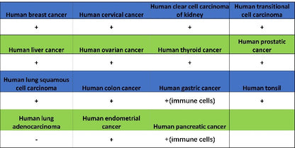 LOX Recombinant Rabbit mAb (S-1647-49)