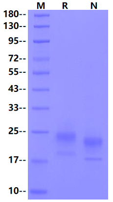 OX40 Ligand/TNFSF4 His Tag Protein, Mouse