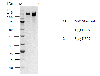 USP7 His Tag Protein, Human