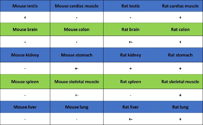 Collagen III Recombinant Mouse mAb (S-3838)