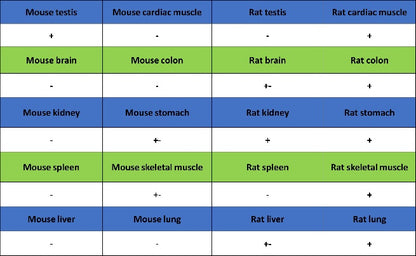 Collagen III Recombinant Mouse mAb (S-3838)