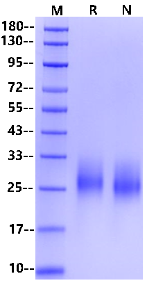 IL-7 Protein, Human