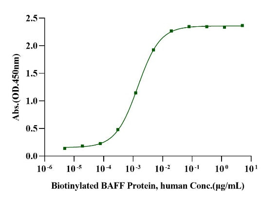 BAFFR Fc Chimera Protein, Human