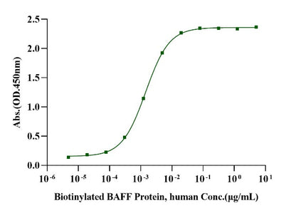 BAFFR Fc Chimera Protein, Human