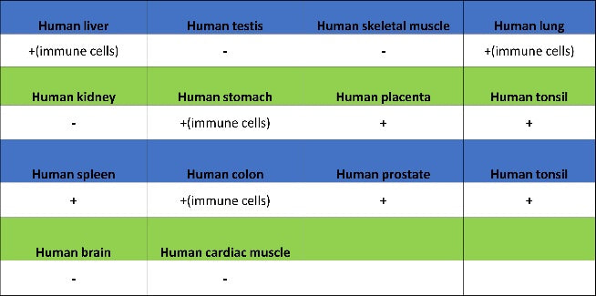 Runx2 Recombinant Rabbit mAb (S-1767-173)