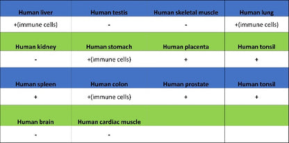 Runx2 Recombinant Rabbit mAb (S-1767-173)