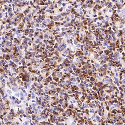 CD2 Recombinant Rabbit mAb (SDT-R261)