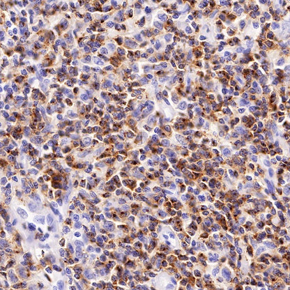 CD2 Recombinant Rabbit mAb (SDT-R261)