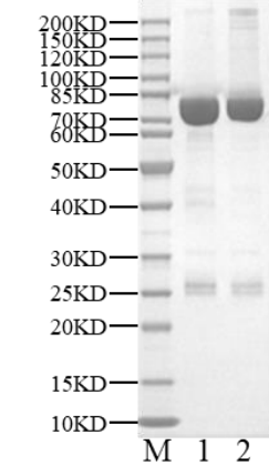 AKT2 GST Tag Protein, Human