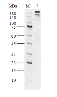 GCN2 Protein, Human
