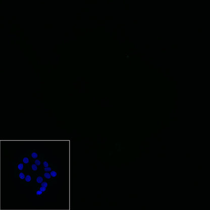 Claudin-1 Recombinant Rabbit mAb,PBS Only (SDT-R024)