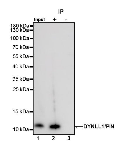 DYNLL1/PIN Recombinant Rabbit mAb (S-1460-8)
