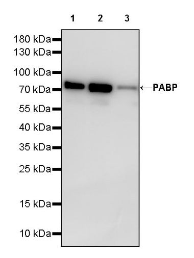 PABP Recombinant Rabbit mAb (S-1744-42)
