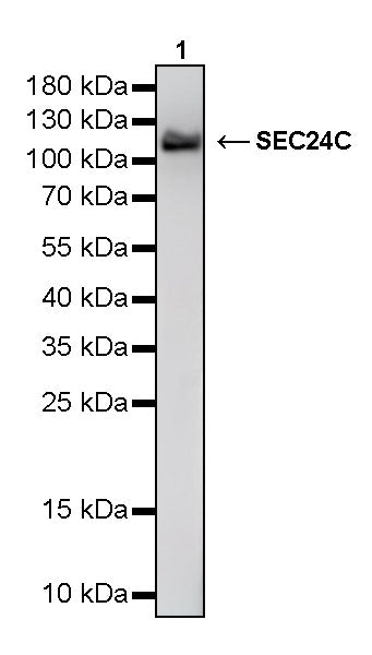 SEC24C Rabbit Polyclonal Antibody