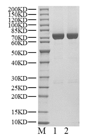 USP52 Protein