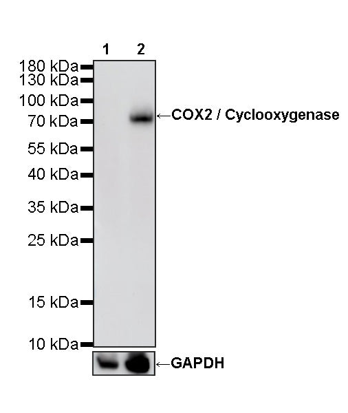 COX2 / Cyclooxygenase Recombinant Rabbit mAb (S-5952)