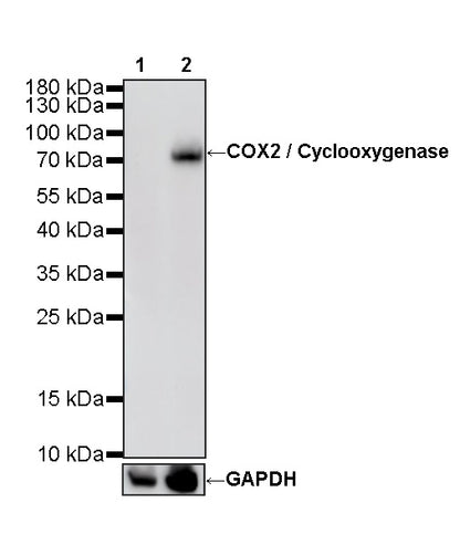 COX2 / Cyclooxygenase Recombinant Rabbit mAb (S-5952)