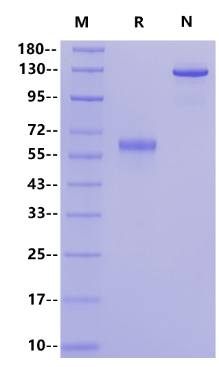 FGL1 Fc Chimera Protein, Cynomolgus