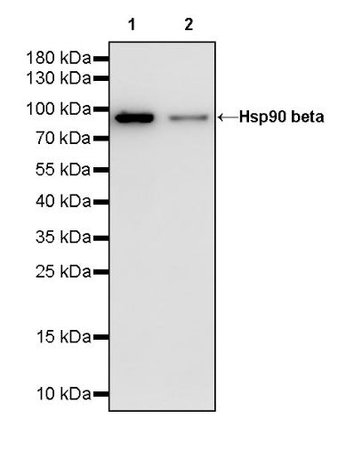 Hsp90 beta Recombinant Rabbit mAb (HRP Conjugate) (SDT-R033)