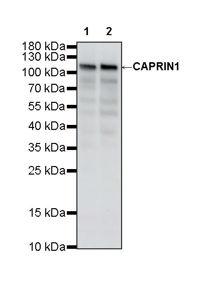 CAPRIN1 Mouse mAb