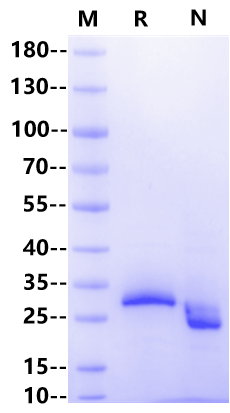 FGF-23 Protein, Mouse