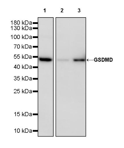 GSDMD Recombinant Rabbit mAb (S-3267)
