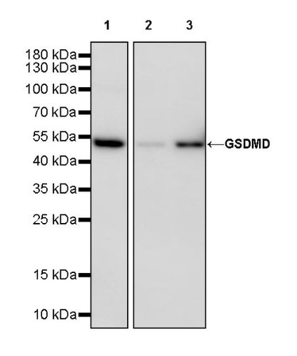 GSDMD Recombinant Rabbit mAb (S-3267)